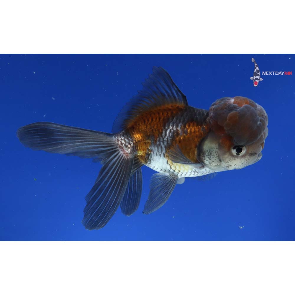 4.5” Imported Blue Oranda