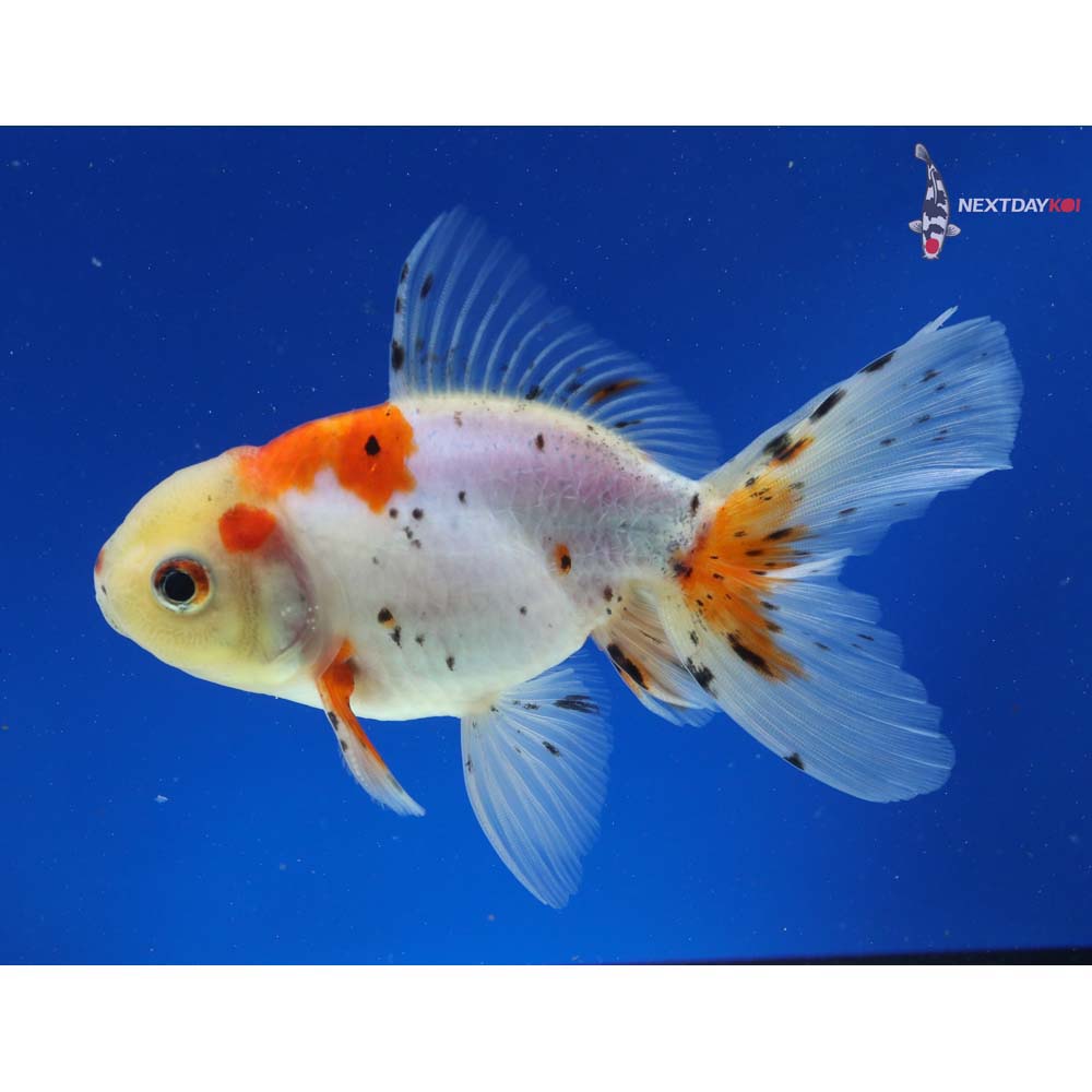 5” Imported Male Calico Oranda