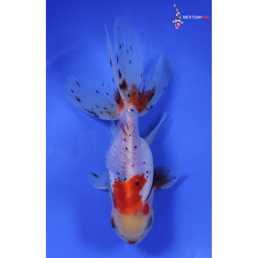 5” Imported Male Calico Oranda