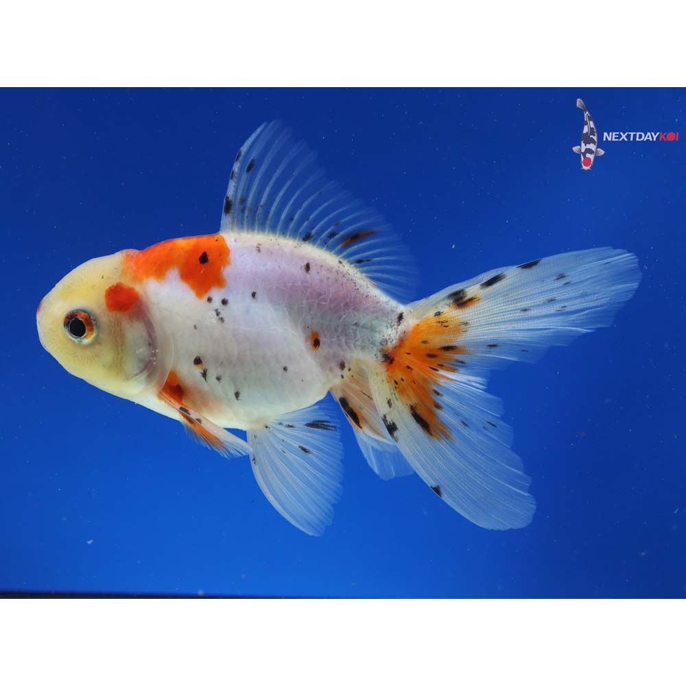 5” Imported Male Calico Oranda