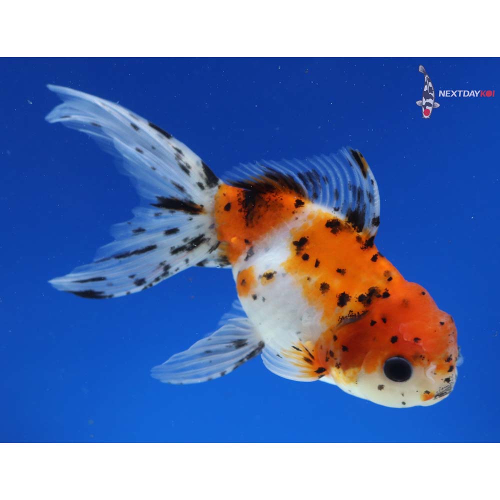 5” Imported Calico Oranda