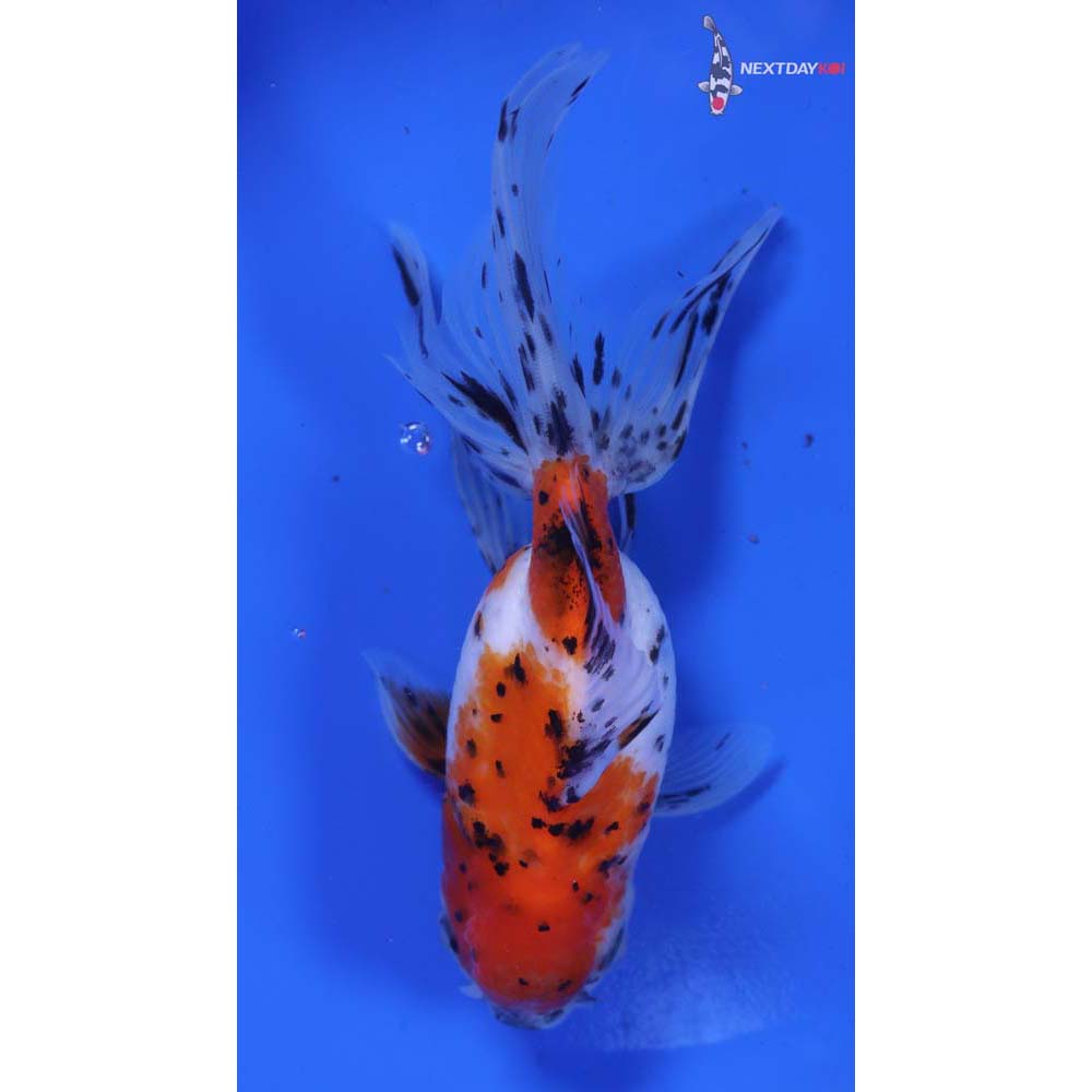 5” Imported Calico Oranda