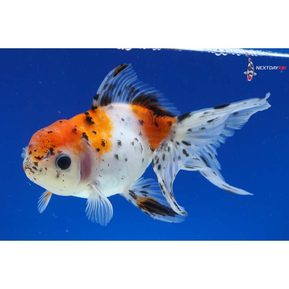 5” Imported Calico Oranda