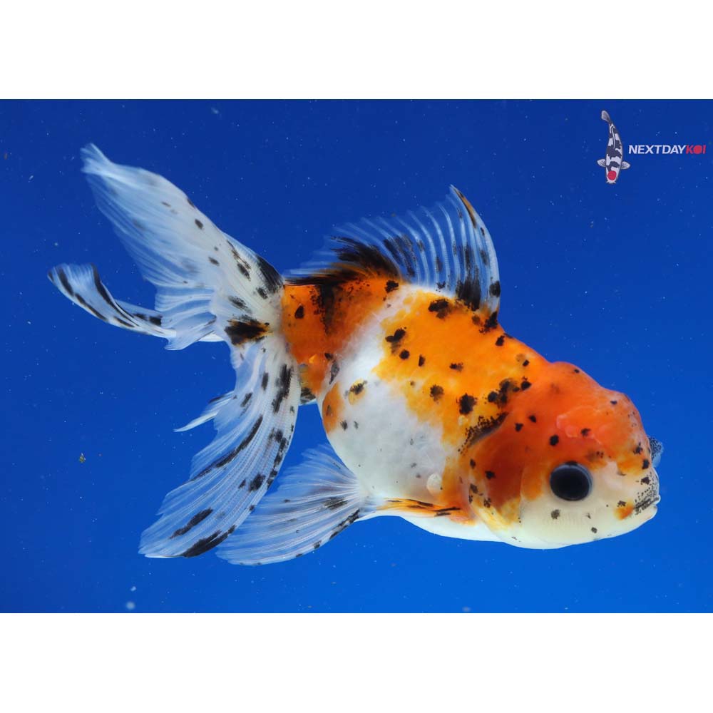 5” Imported Calico Oranda