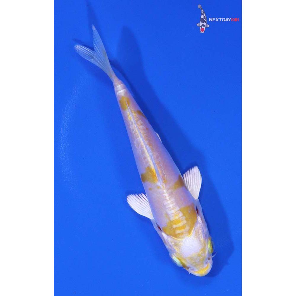 3.5” Imported Doitsu Lemon Hariwake