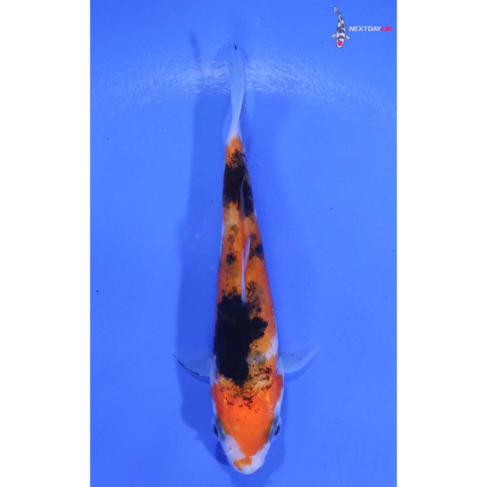 3.5” Imported Sanke