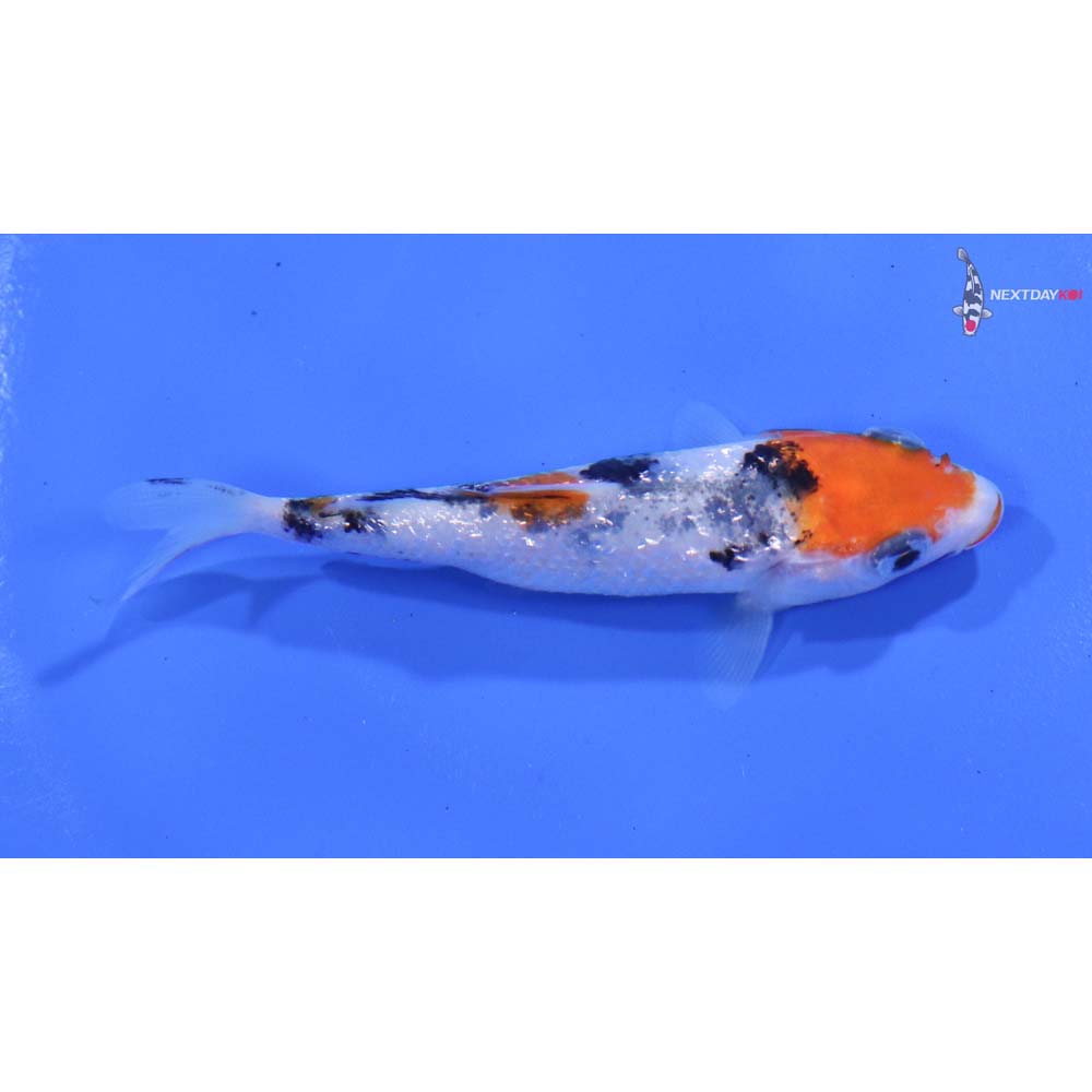 3” Imported Gin Rin Sanke