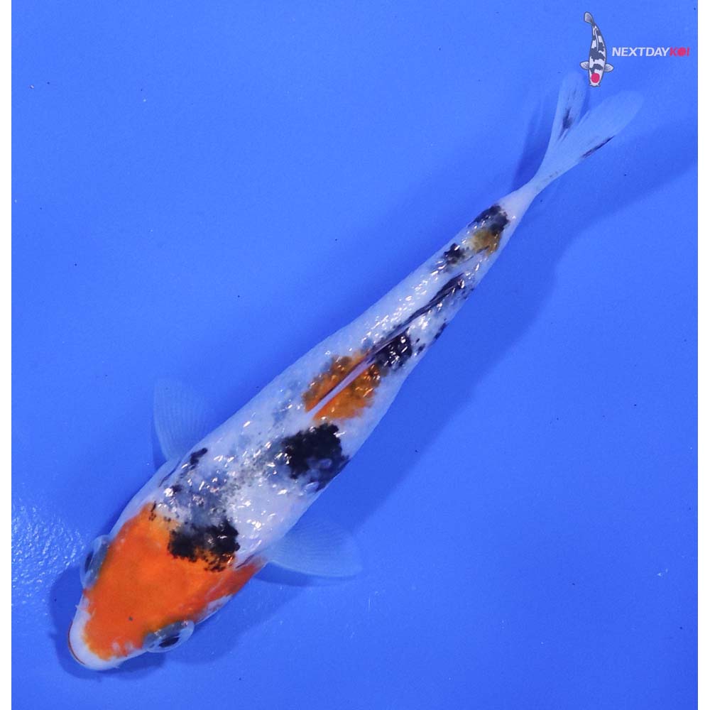 3” Imported Gin Rin Sanke