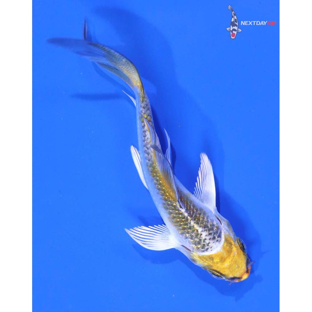 3” Imported Kujaku Butterfly Koi