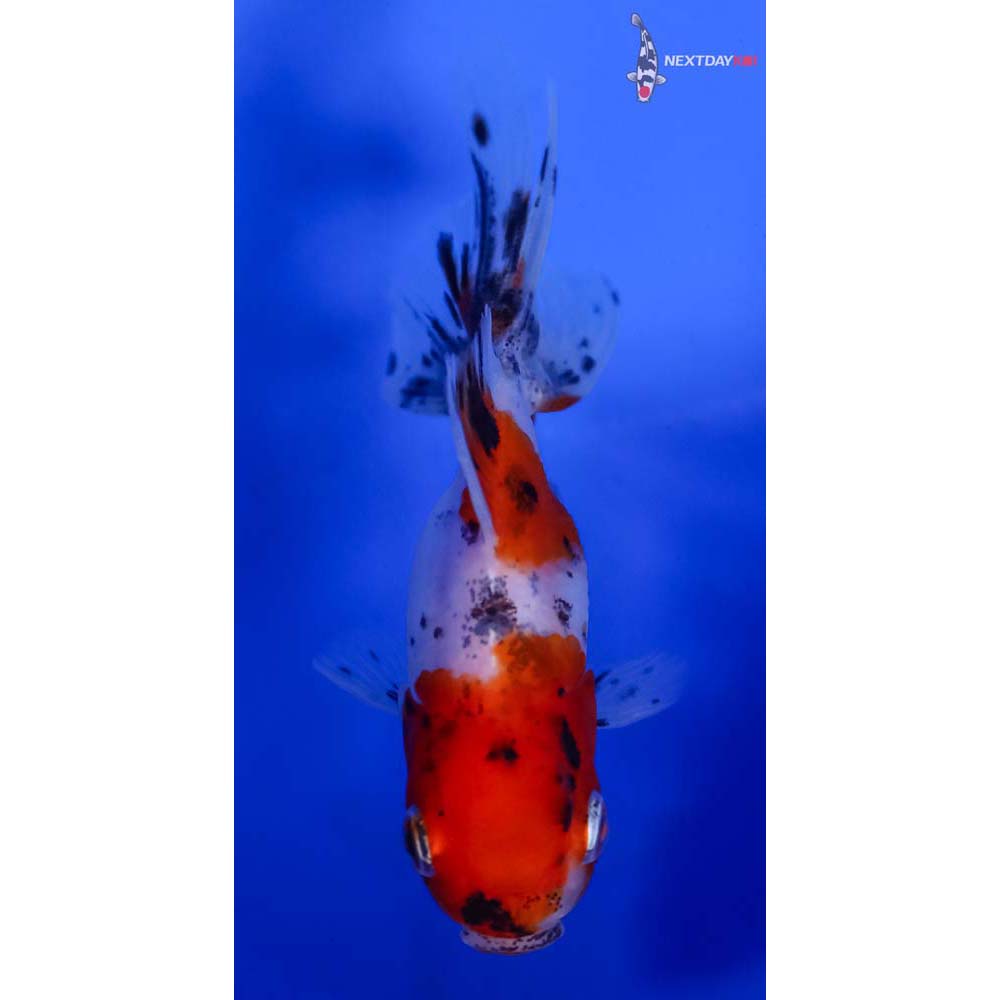 3” Imported Calico Oranda