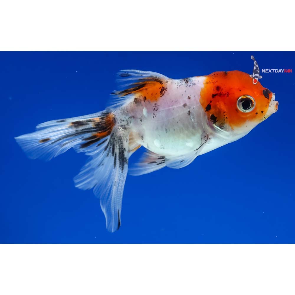 3” Imported Calico Oranda