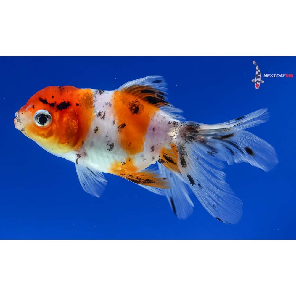 3” Imported Calico Oranda