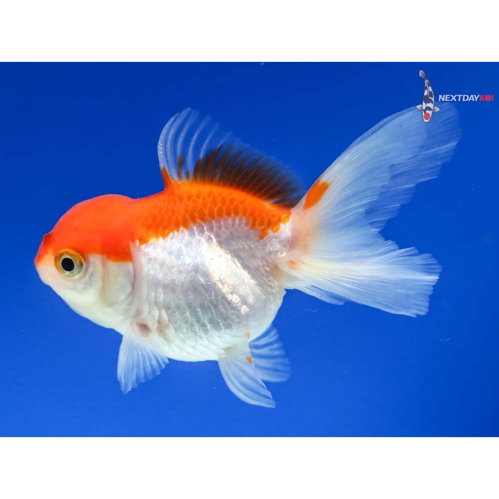 3” Imported Red and White Oranda
