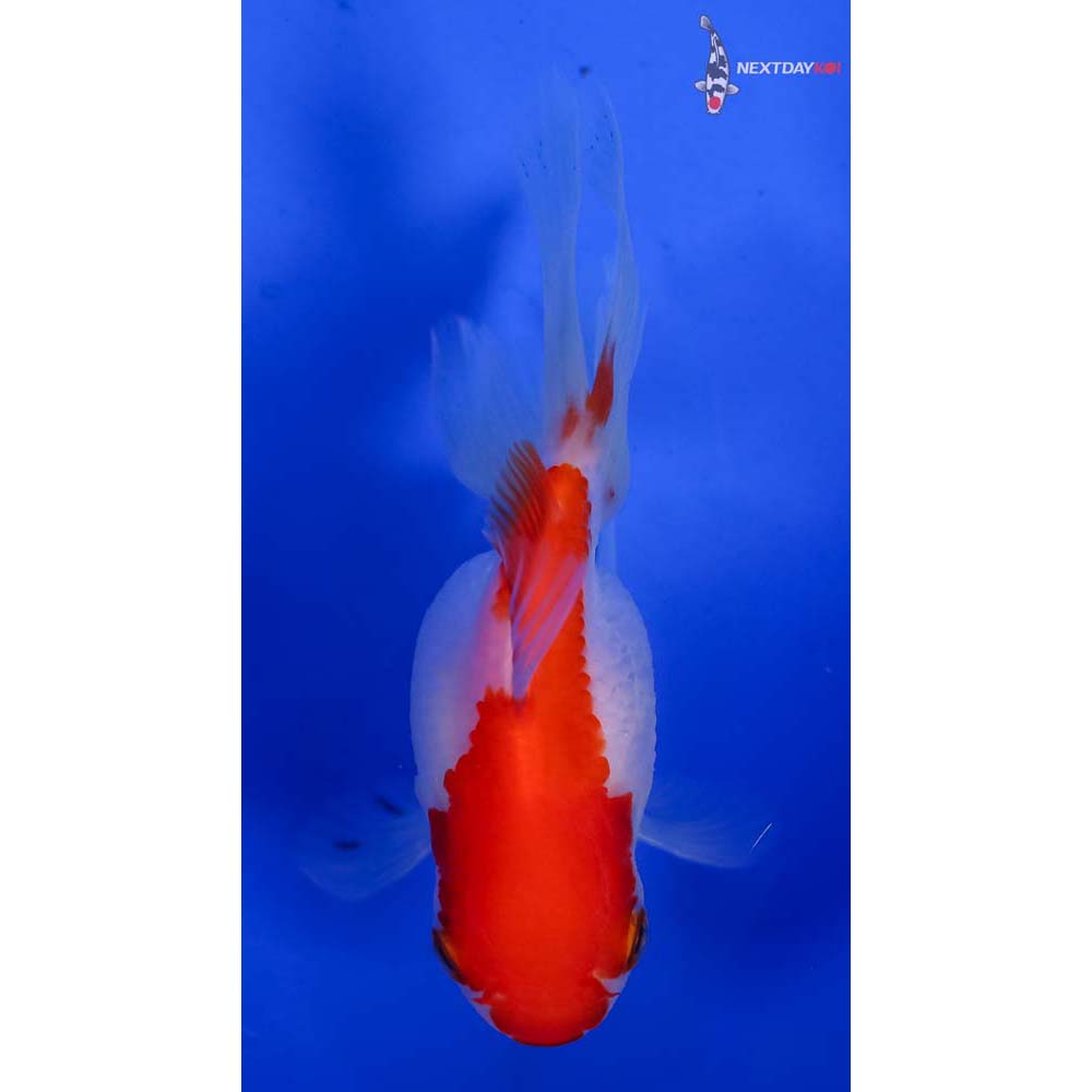 3” Imported Red and White Oranda