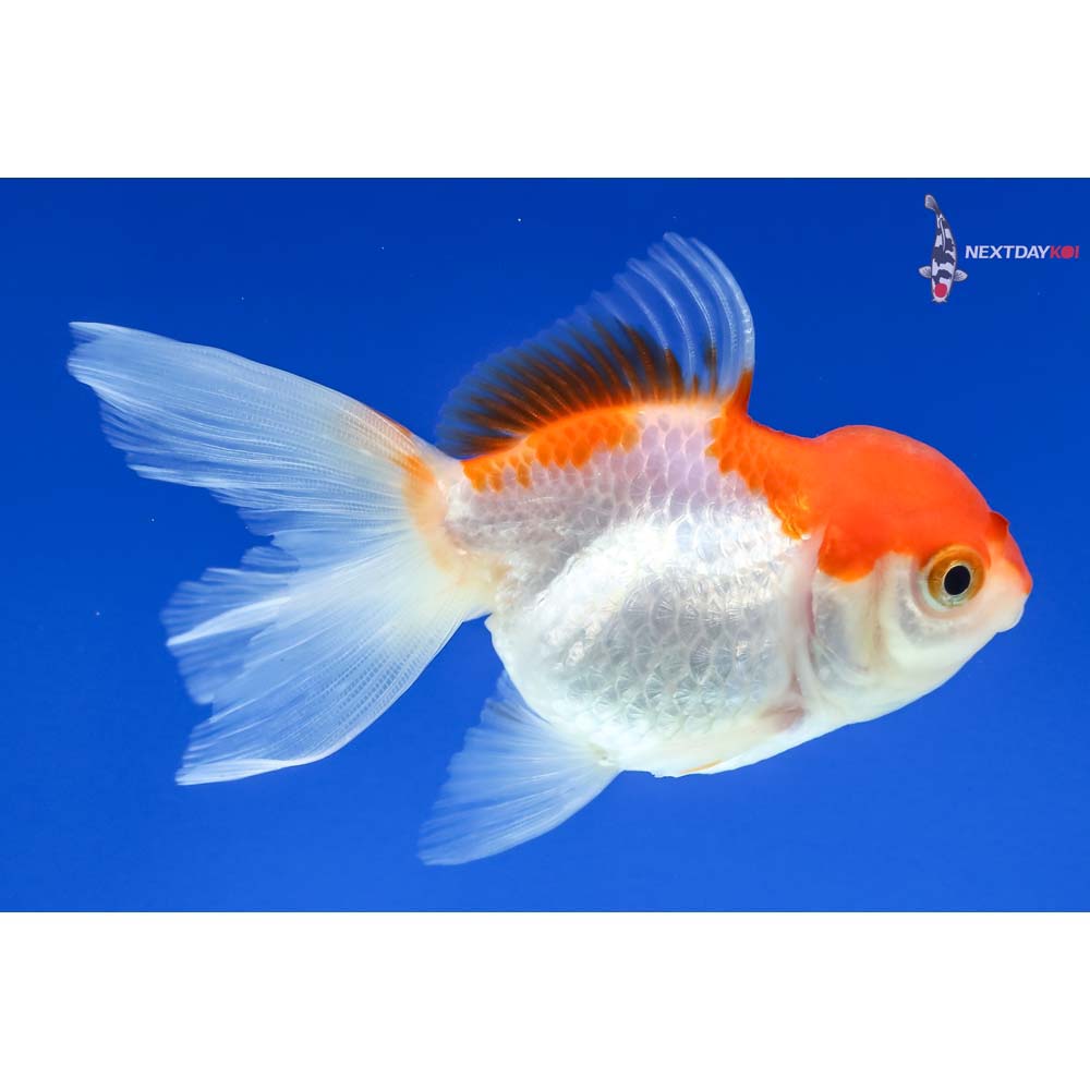 3” Imported Red and White Oranda