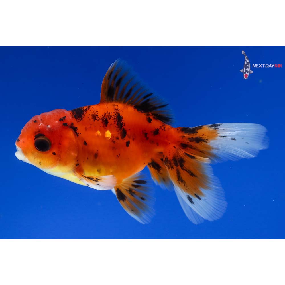 3” Imported Male Calico Oranda