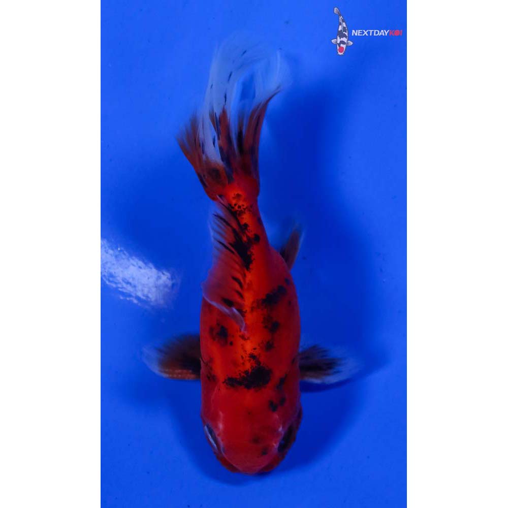 3” Imported Male Calico Oranda