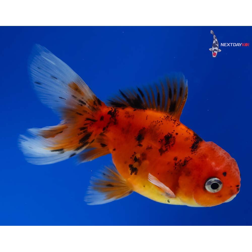 3” Imported Male Calico Oranda