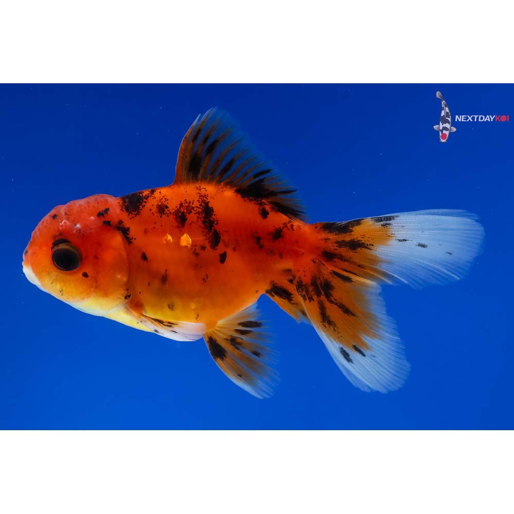 3” Imported Male Calico Oranda