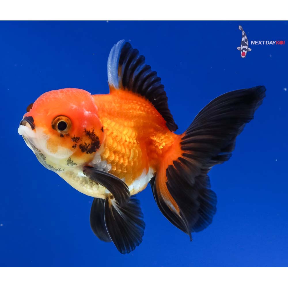 3” Imported Male Tri Color Oranda