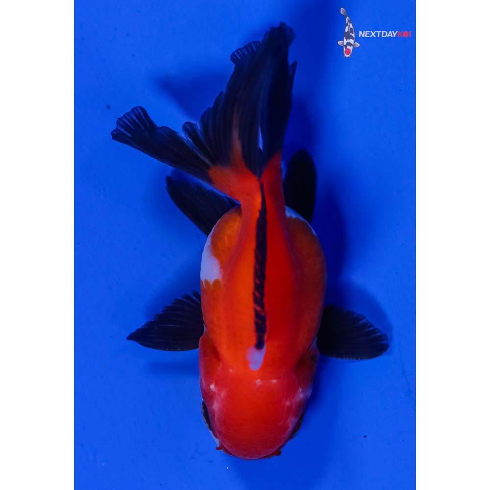 3” Imported Male Tri Color Oranda