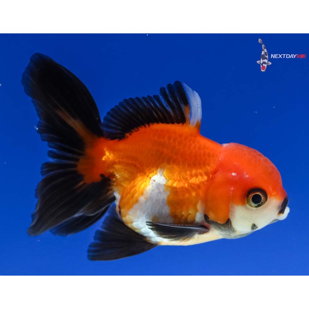 3” Imported Male Tri Color Oranda