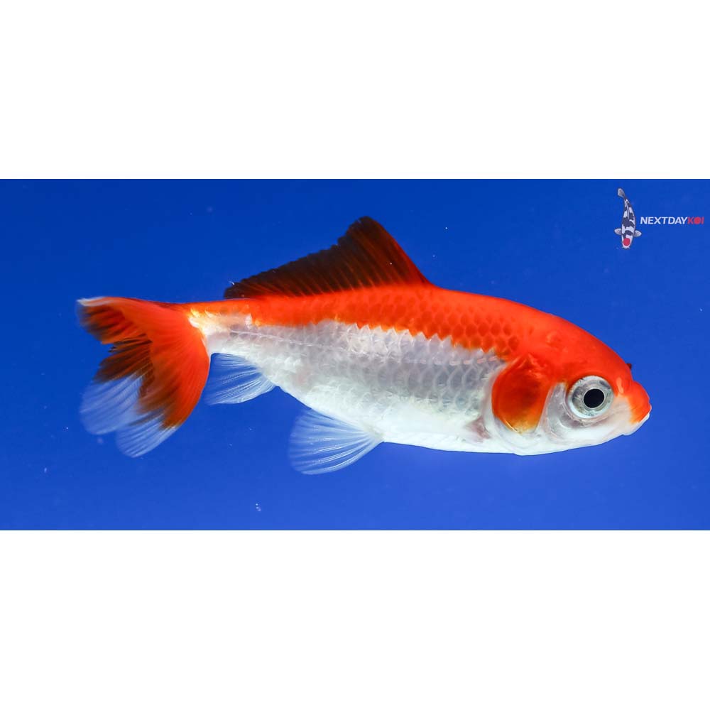 3” Imported Red and White Wakin