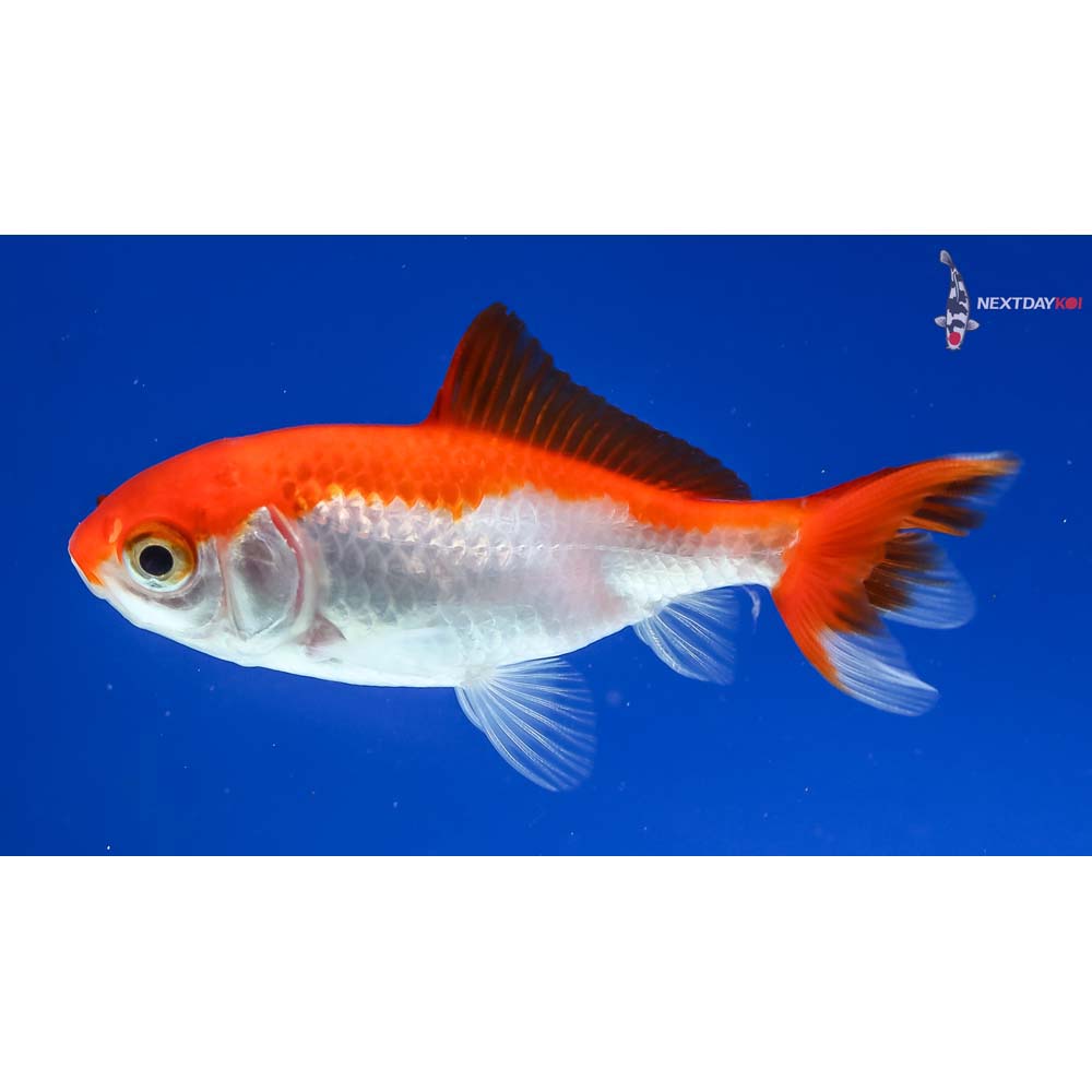 3” Imported Red and White Wakin