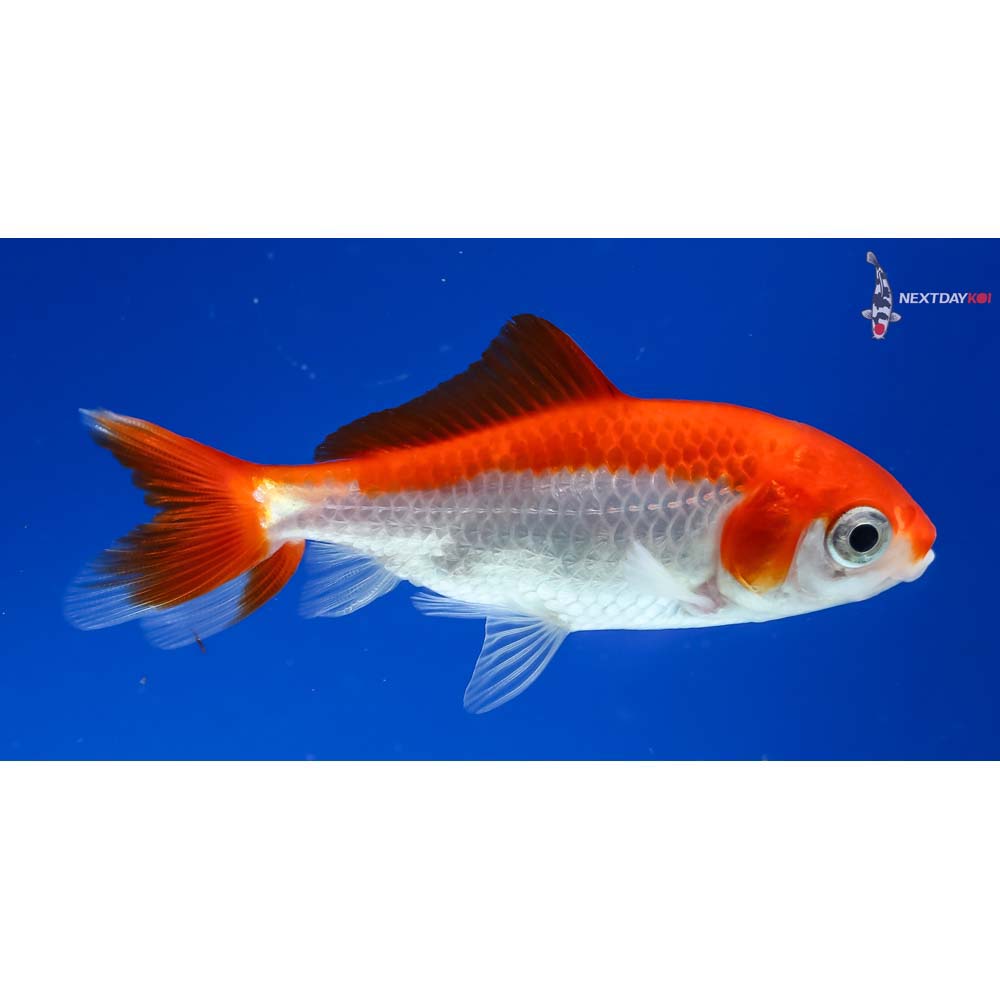 3” Imported Red and White Wakin