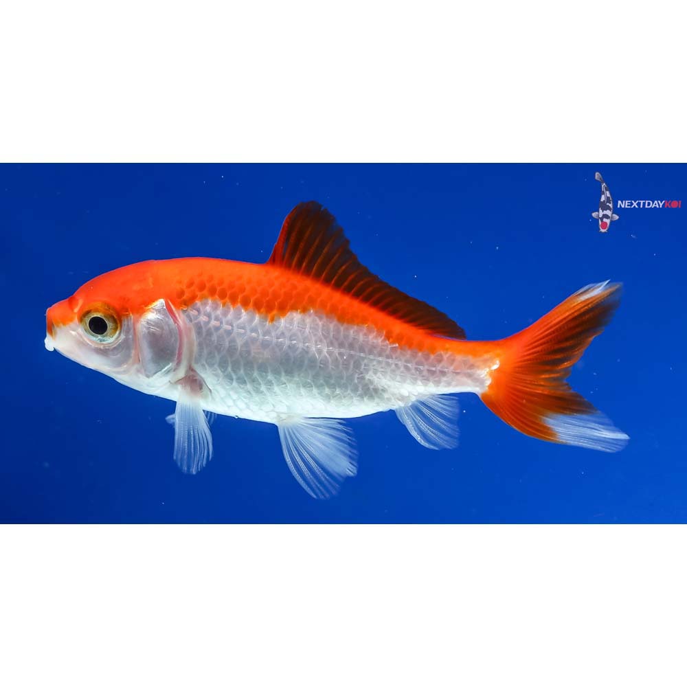 3” Imported Red and White Wakin