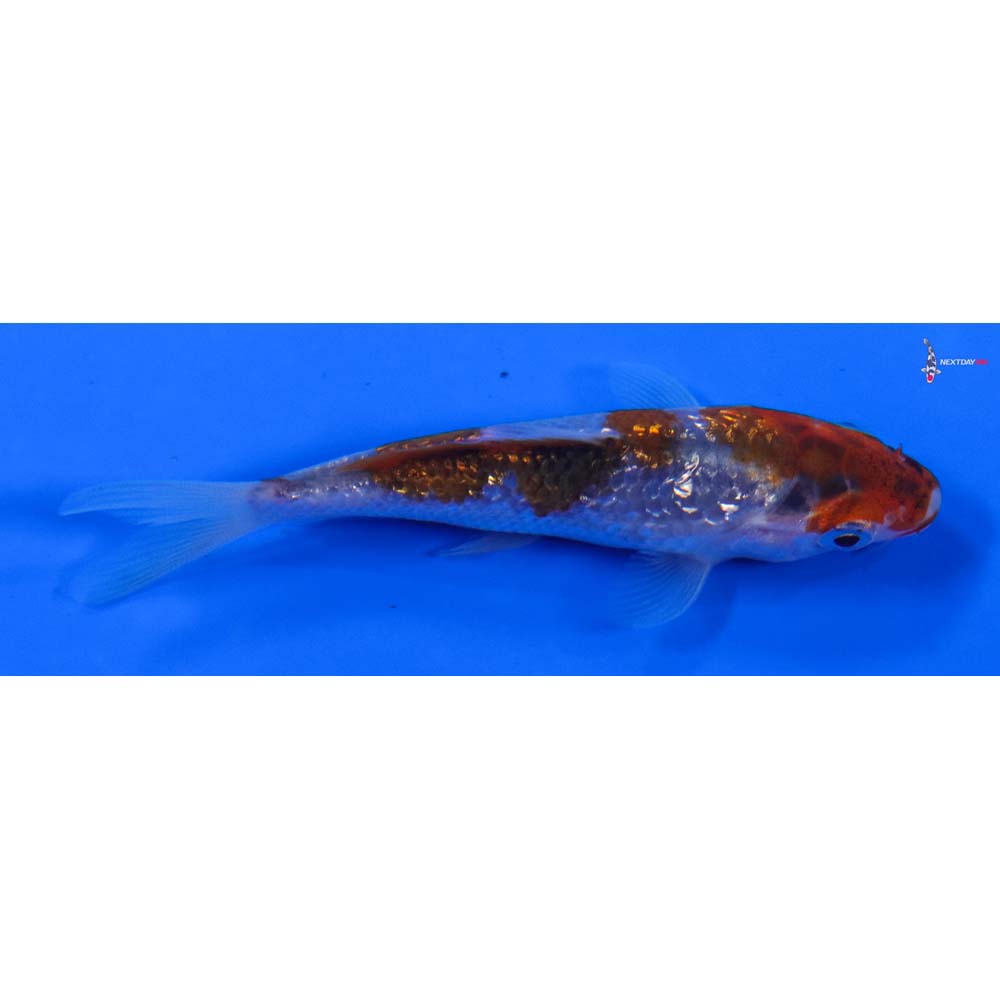 3.5” Imported Gin Rin Goromo