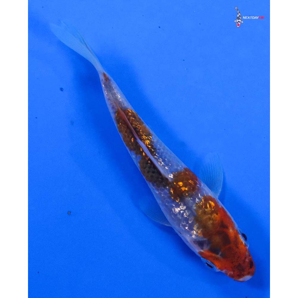 3.5” Imported Gin Rin Goromo