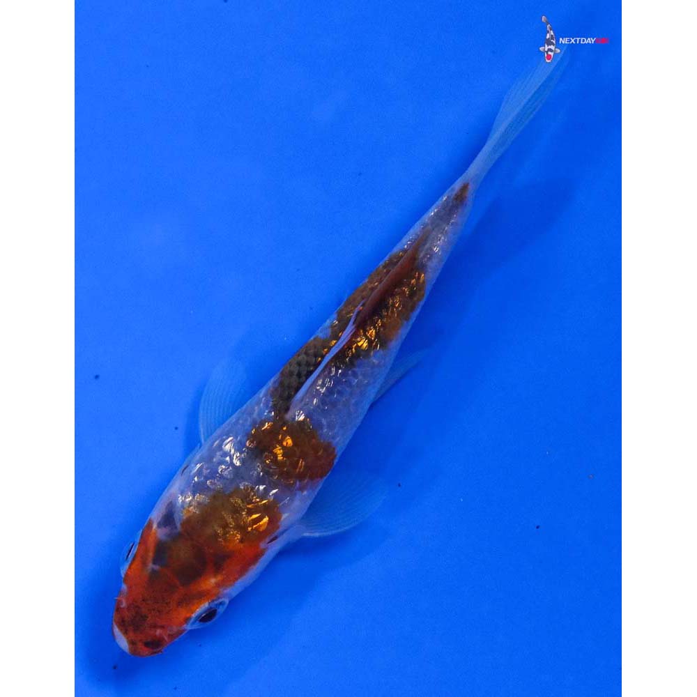 3.5” Imported Gin Rin Goromo