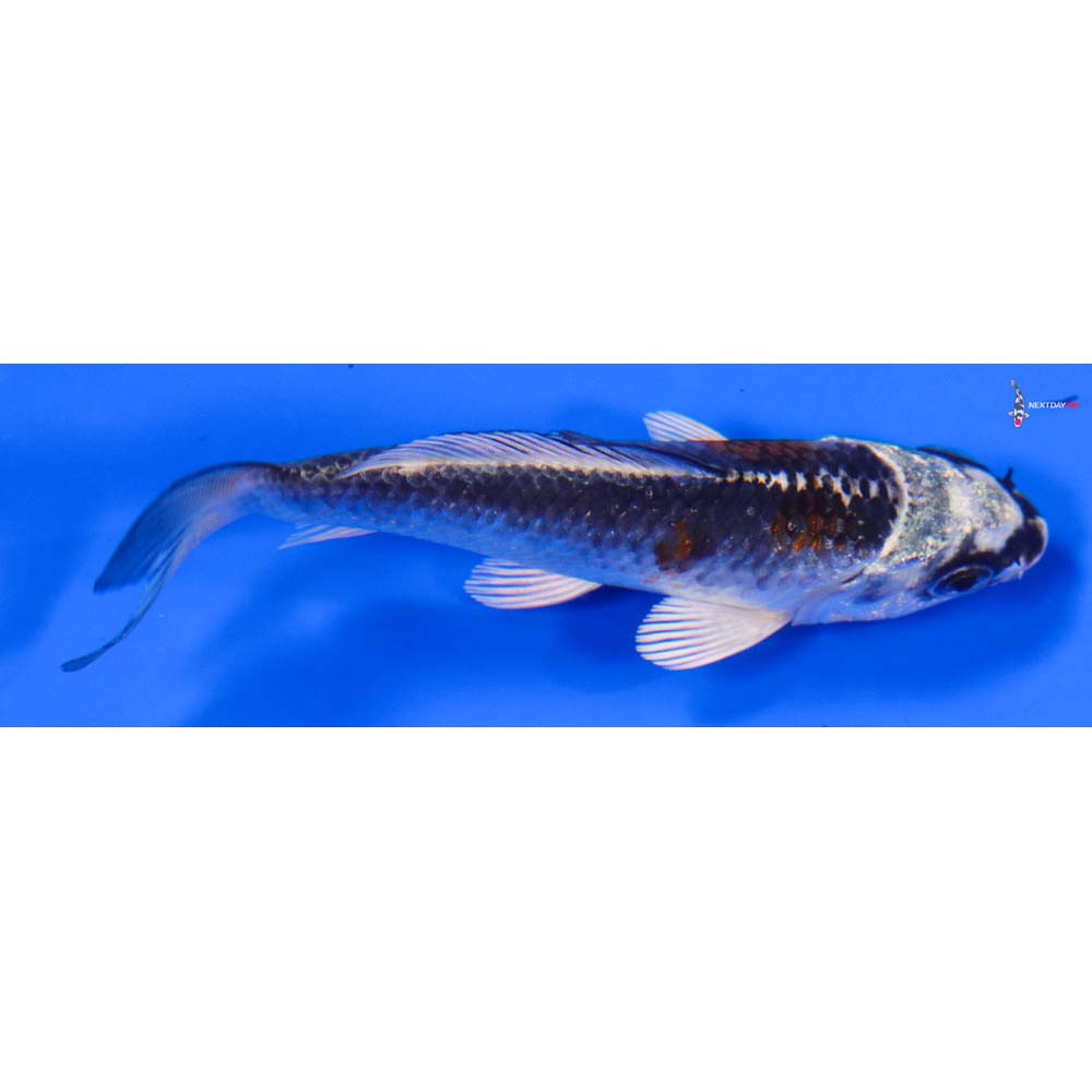 3.5” Imported Kujaku