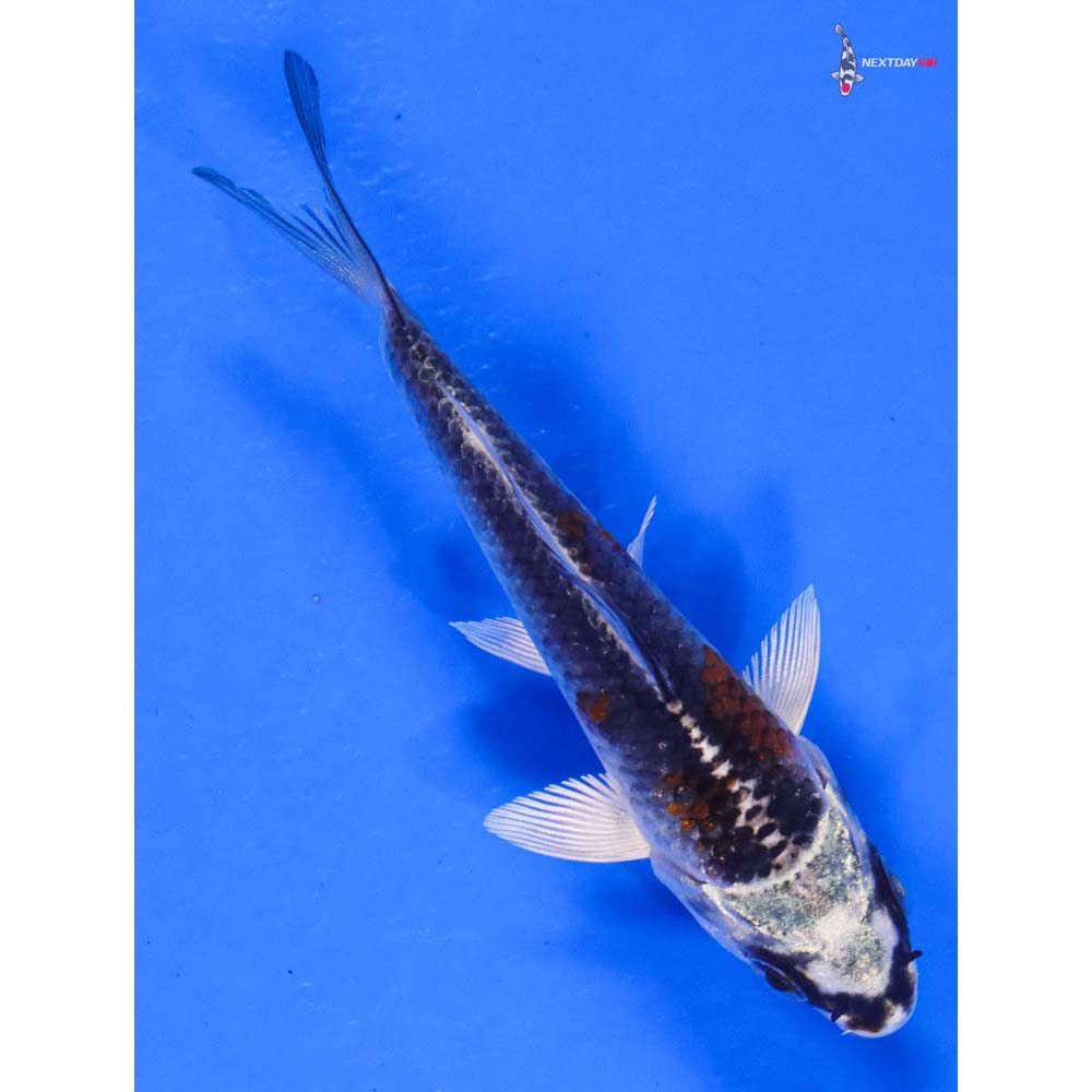 3.5” Imported Kujaku