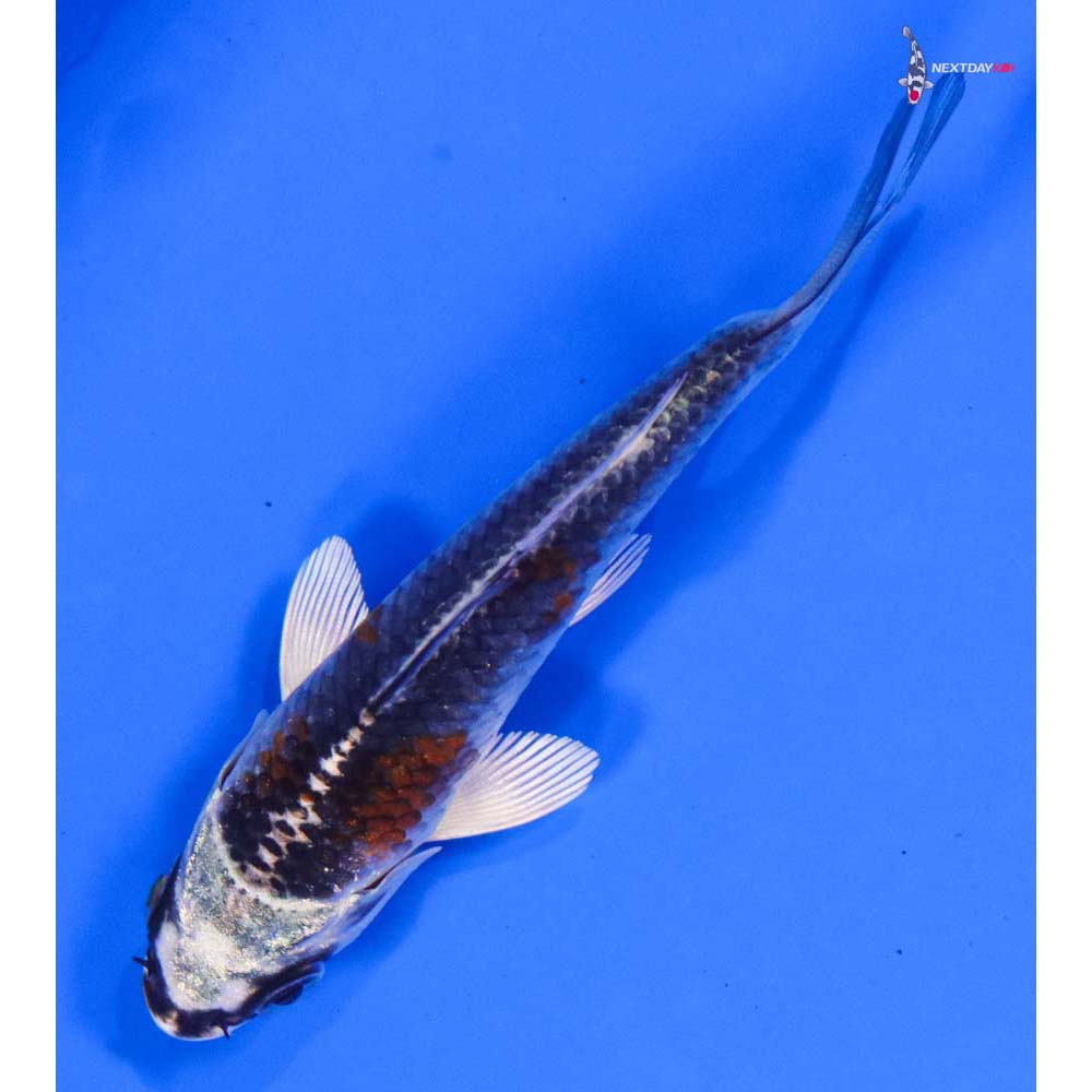 3.5” Imported Kujaku