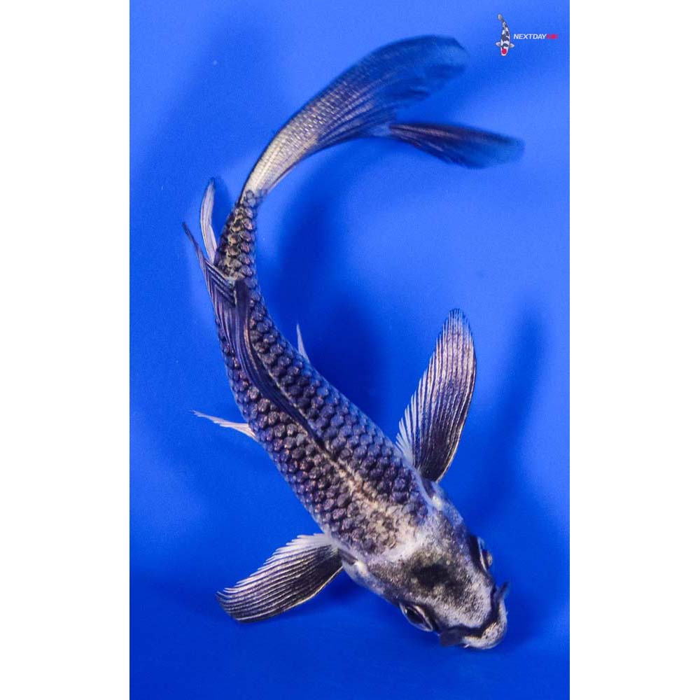 3.5” Imported Gin Matsuba Butterfly Koi