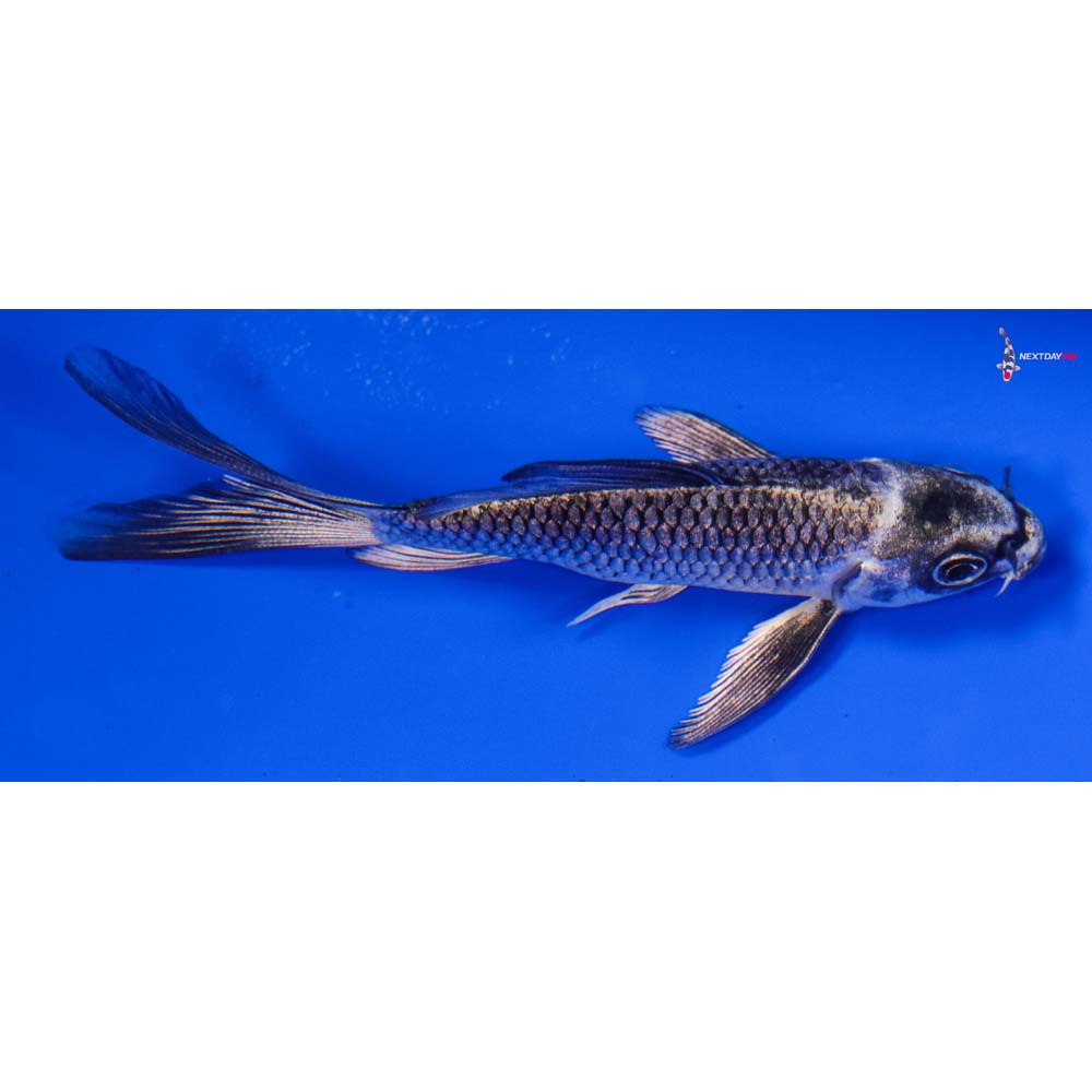 3.5” Imported Gin Matsuba Butterfly Koi