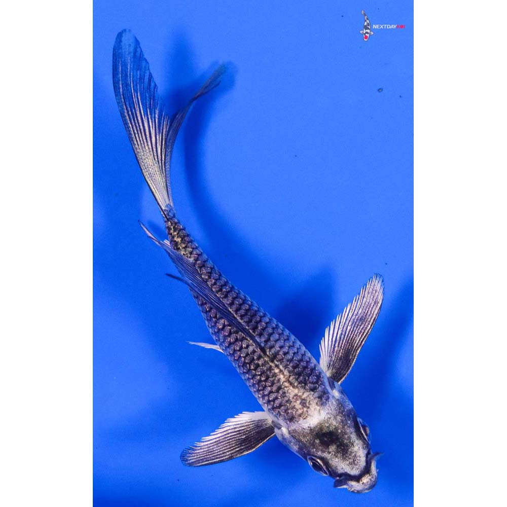 3.5” Imported Gin Matsuba Butterfly Koi