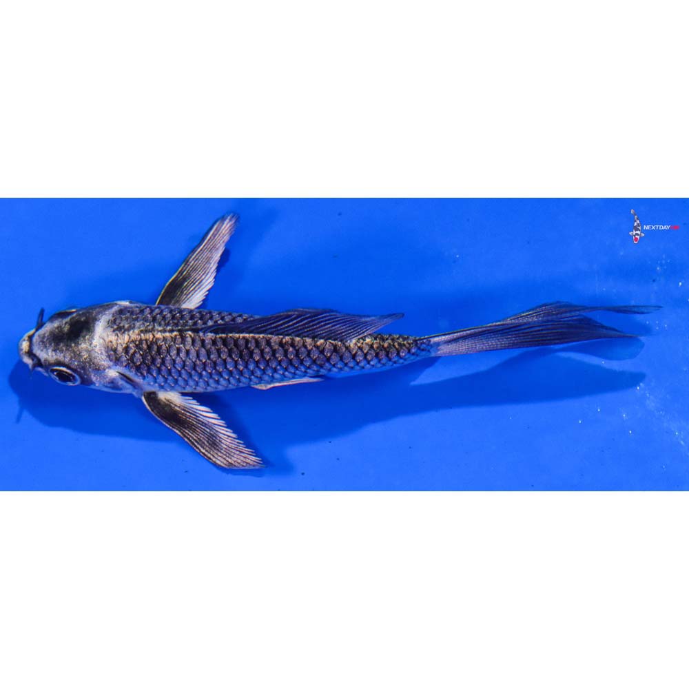 3.5” Imported Gin Matsuba Butterfly Koi