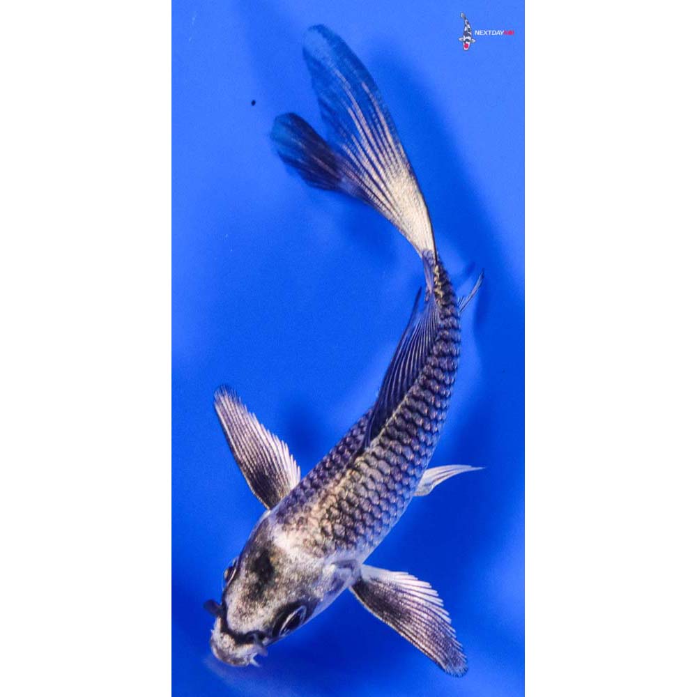 3.5” Imported Gin Matsuba Butterfly Koi