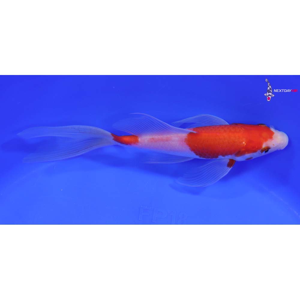 6.5” Imported Kohaku Butterfly Koi
