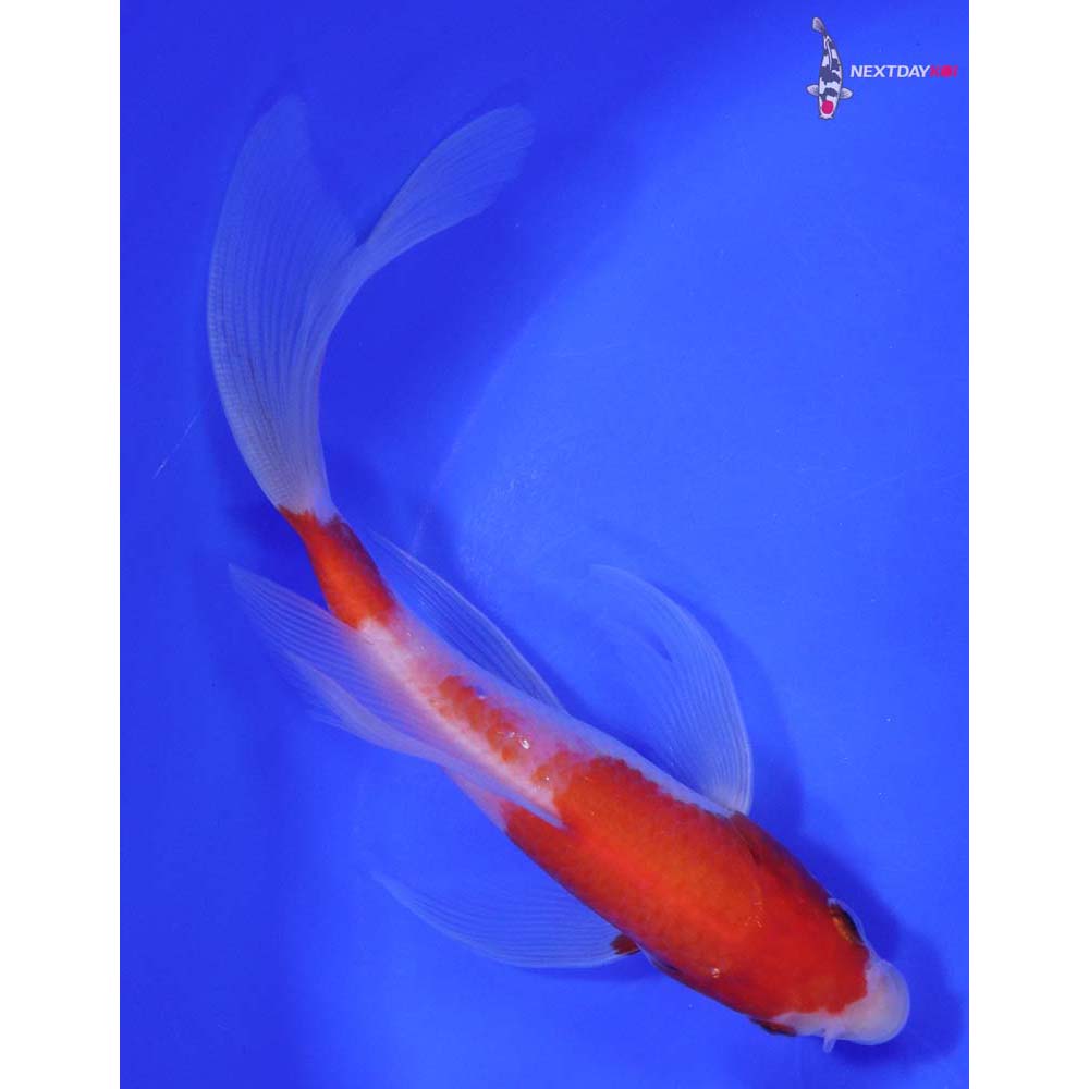 6.5” Imported Kohaku Butterfly Koi