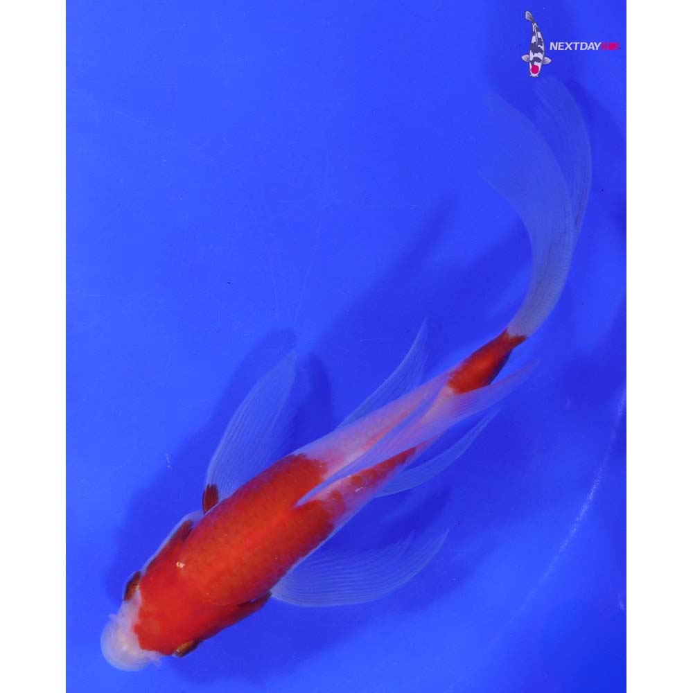 6.5” Imported Kohaku Butterfly Koi