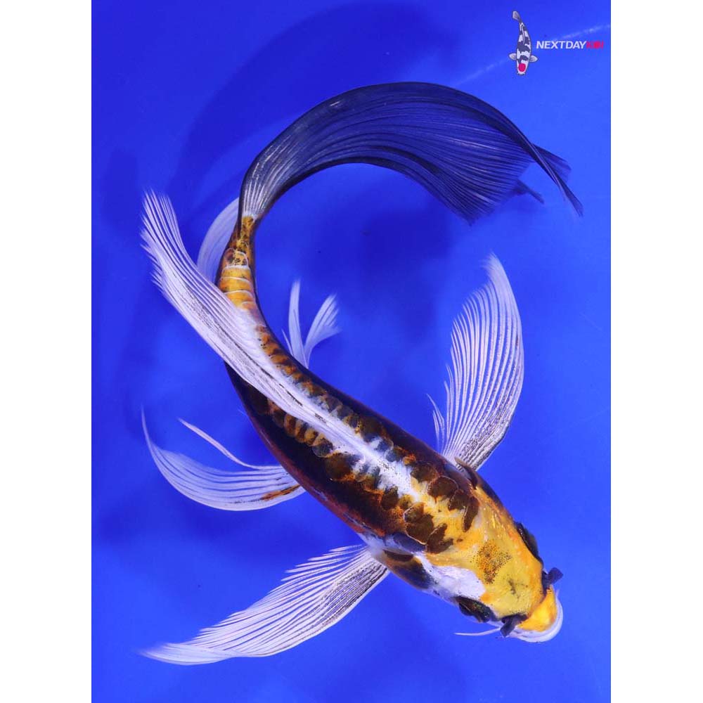 7” Imported Kin Kikokuryu Butterfly Koi
