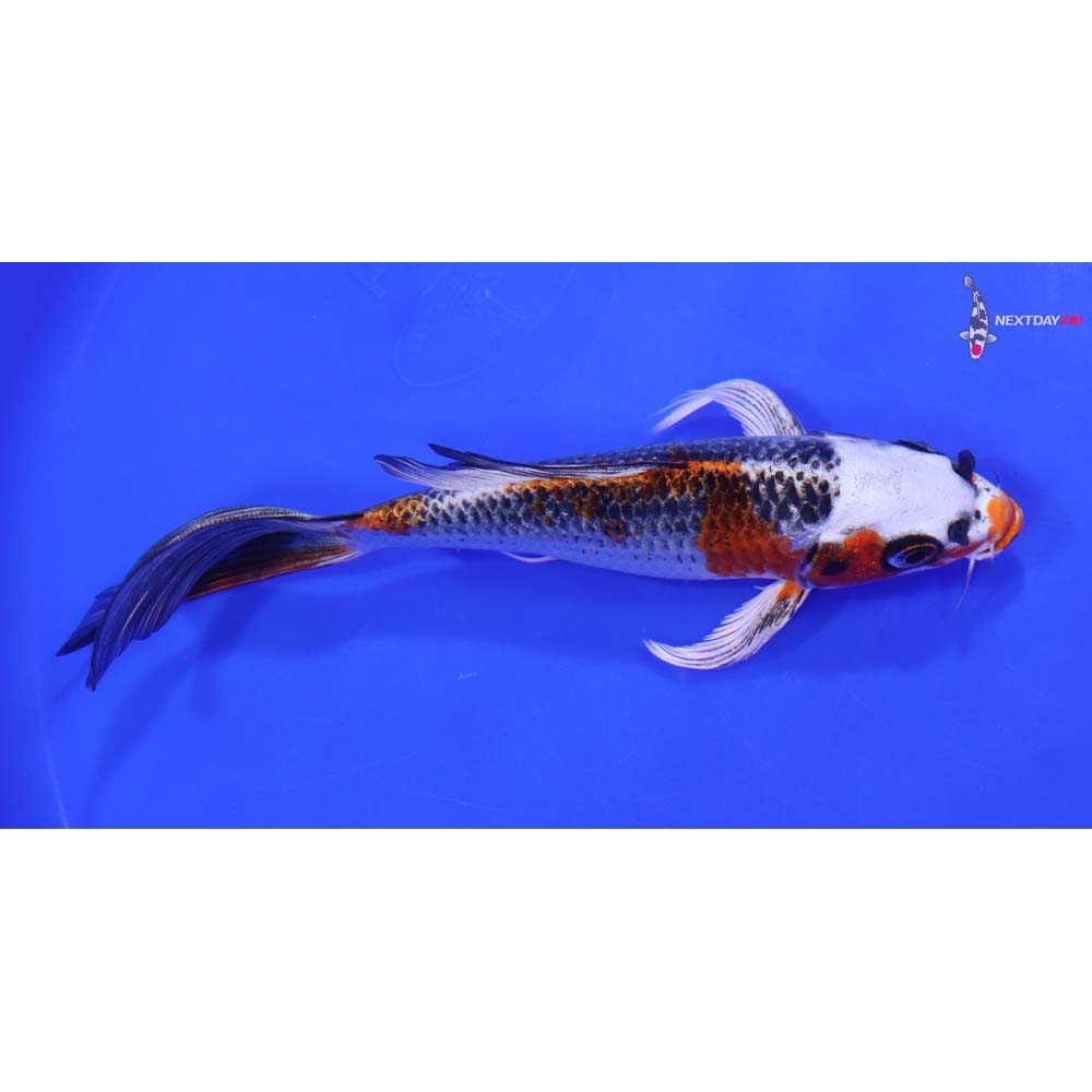7” Imported Kujaku Butterfly Koi