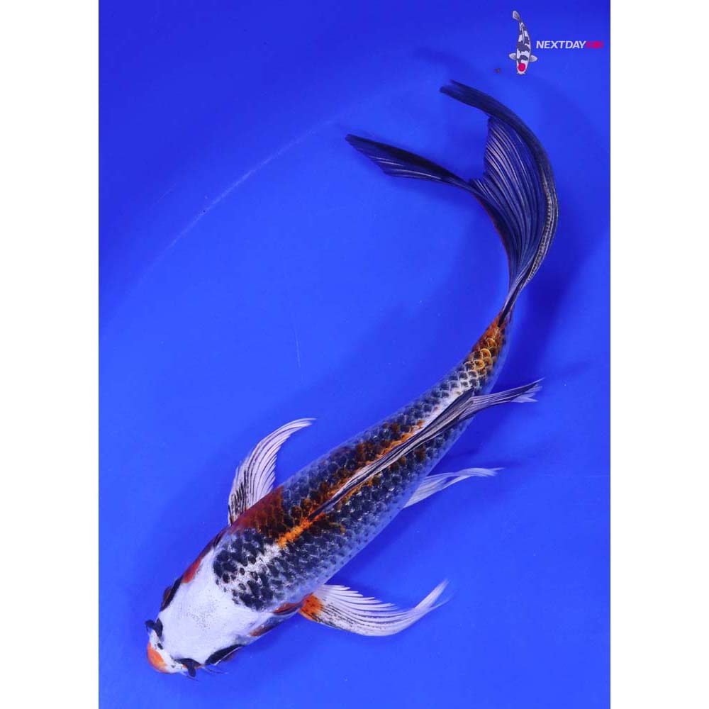 7” Imported Kujaku Butterfly Koi