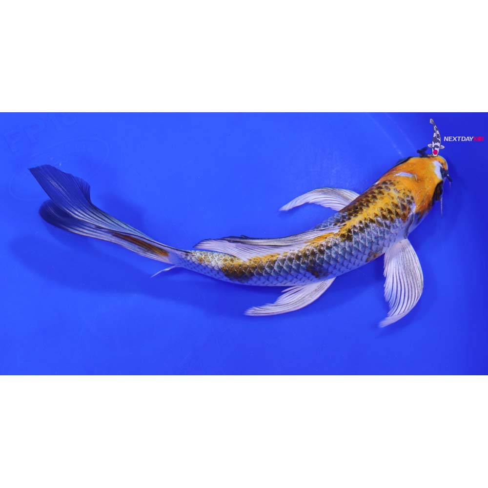 7” Imported Kujaku Butterfly Koi