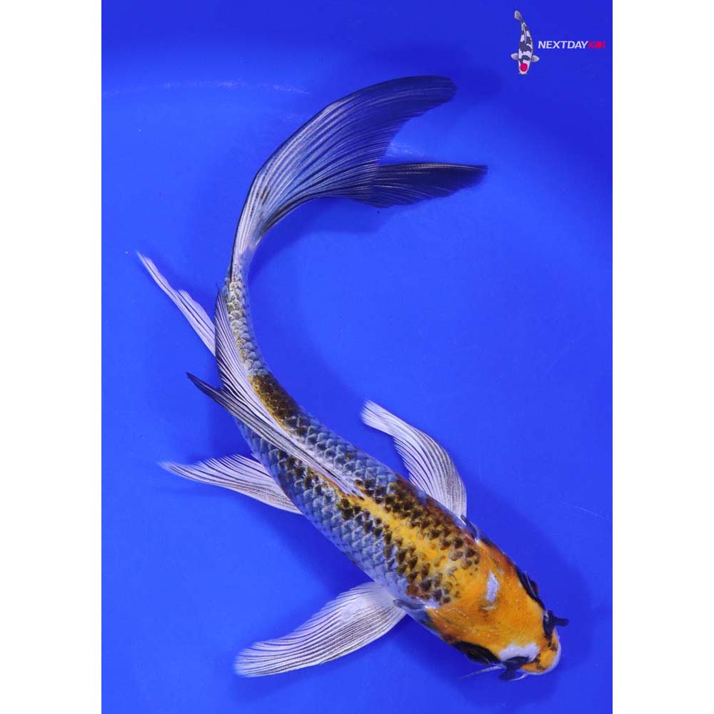 7” Imported Kujaku Butterfly Koi