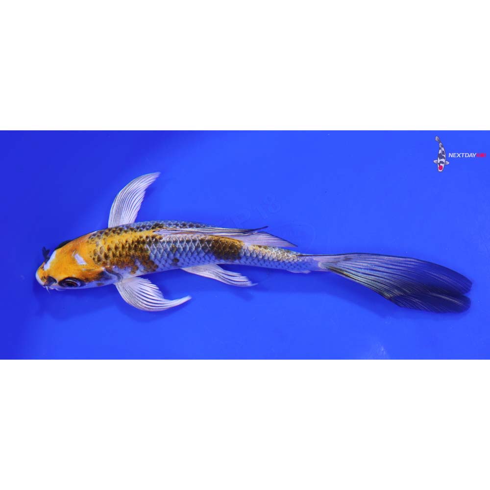 7” Imported Kujaku Butterfly Koi